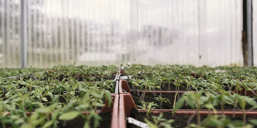 Vom Jordanvirus bedroht: Tomatenschösslinge in einem Gewächshaus im Kanton Genf. (Archivbild)