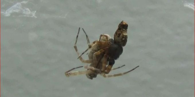 spinne