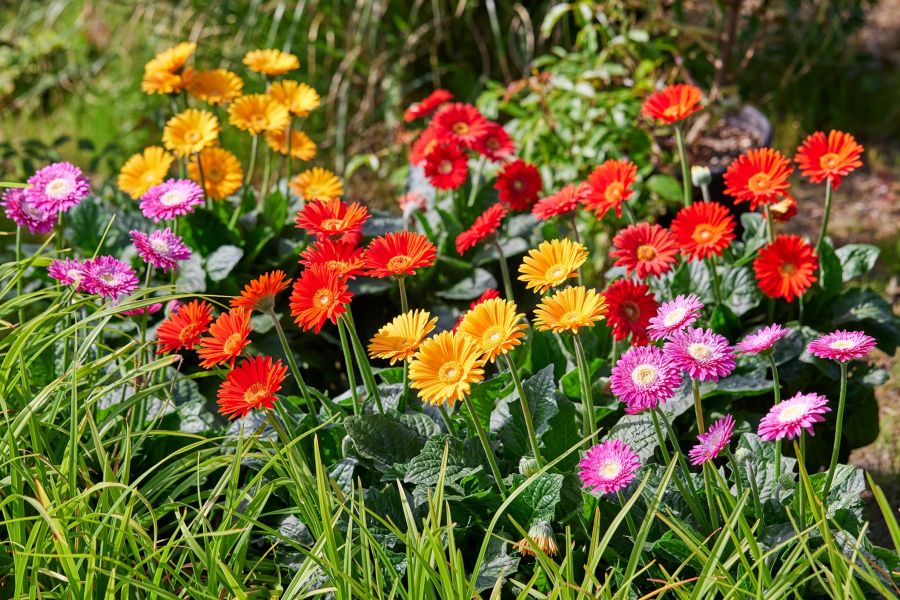 Gerbera Sunny Sisters rot orange fucsia