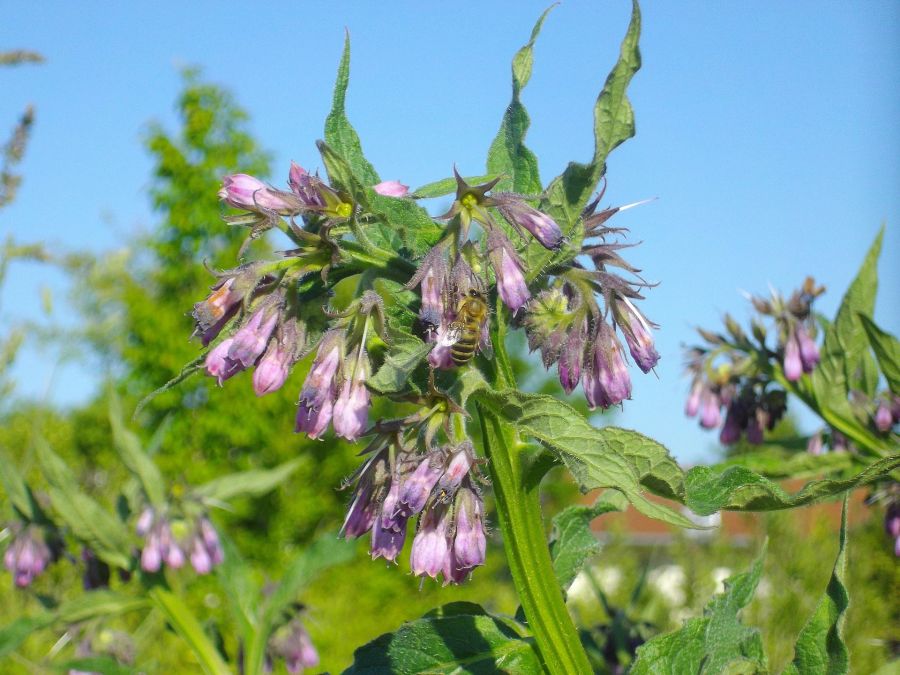 Beinwell Blüte lilafarben Staude