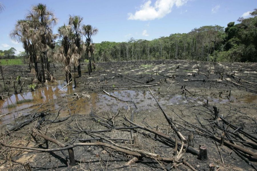 Im Amazonas wurde im ersten Halbjahr so viel gerodet wie noch nie seit Beginn der Datenerhebung durch die Weltraumforschungsagentur Inpe im Jahr 2015. (AP Photo/Silvia Izquierdo)