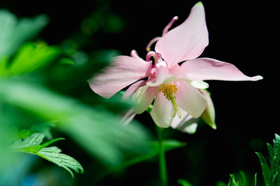 Rosafarbene Blume