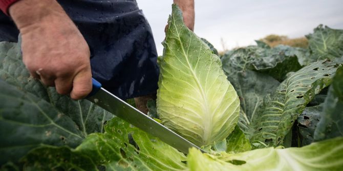 Spitzkohl Messer Hand Feld Ernte