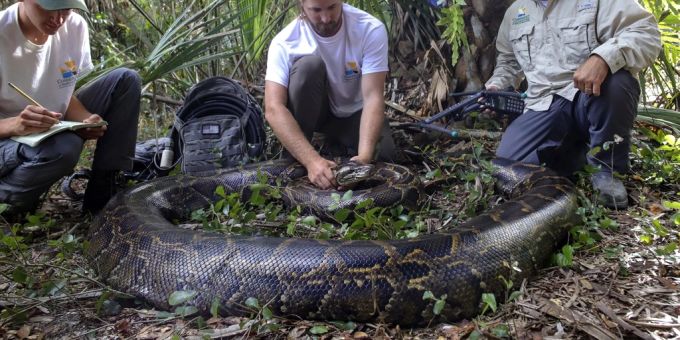Invasive Art - Rekord-Python in Florida gefangen