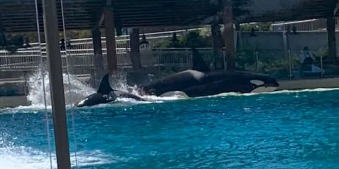 Blut-Attacke - Aquarium soll Aggro-Orcas züchten – «wie Jurassic Park»
