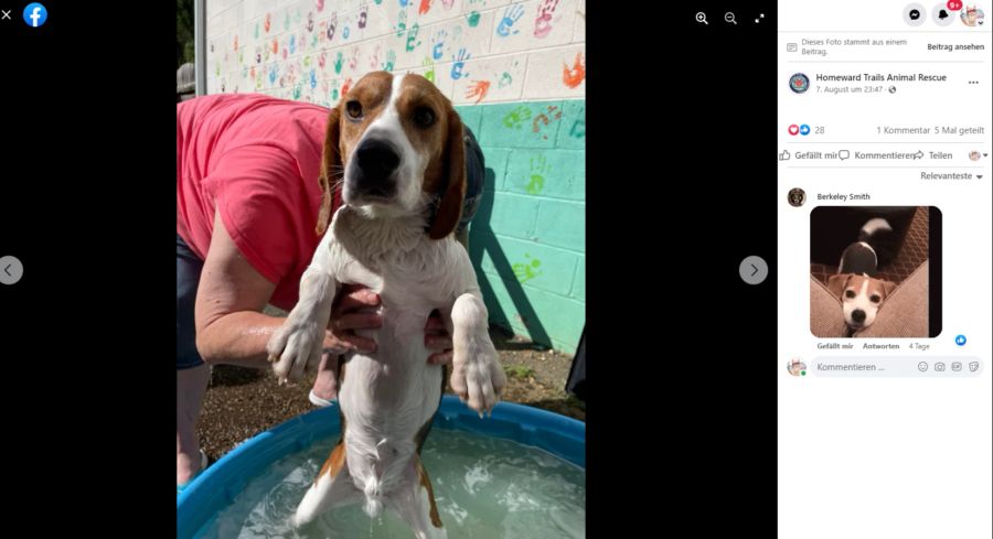 Ein Beagle beim Baden