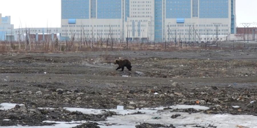 Braunbär in der  russischen Stadt Norilsk in der Arktis im Mai 2022