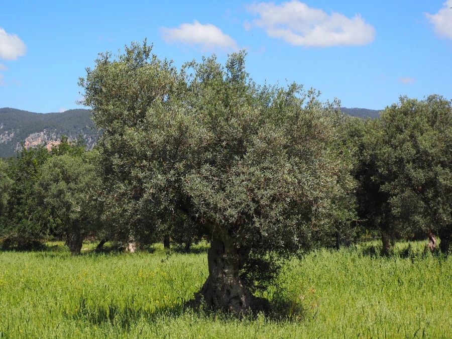 Olivenbaum knorrig Pflanzung alt