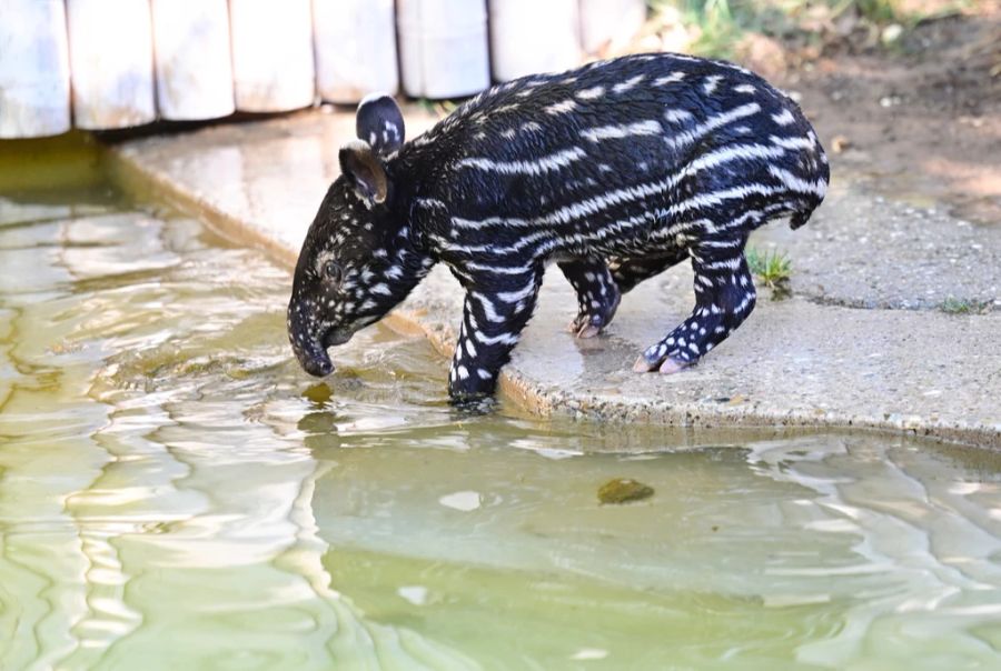 Der Baby-Schabrackentapir beim Trinken.