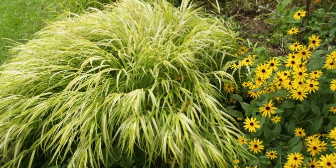 Japanisches Berggras Staude Blumen gelb