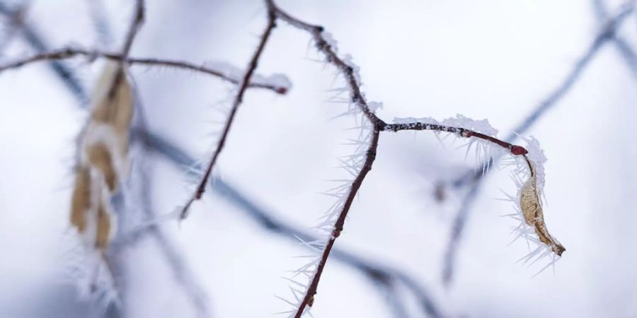 Frost Wetter Schweiz