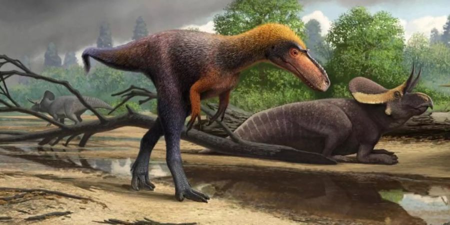 Rekonstruktion des Dinos «Suskityrannus hazelae» aus der Spätkreide im heutigen New Mexico. Foto: Andrey Atuchin