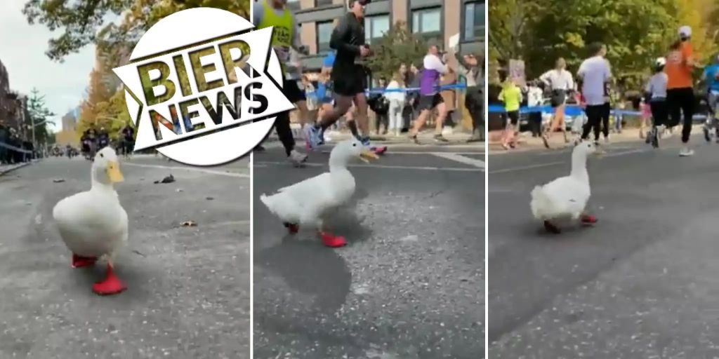 New York Marathon: duck waddles happily with you!