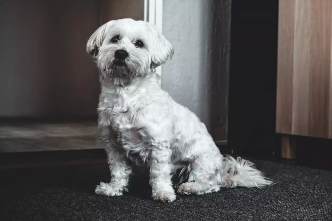 Während der Läufigkeit können Hündinnen zickig werden. WEisser Hund