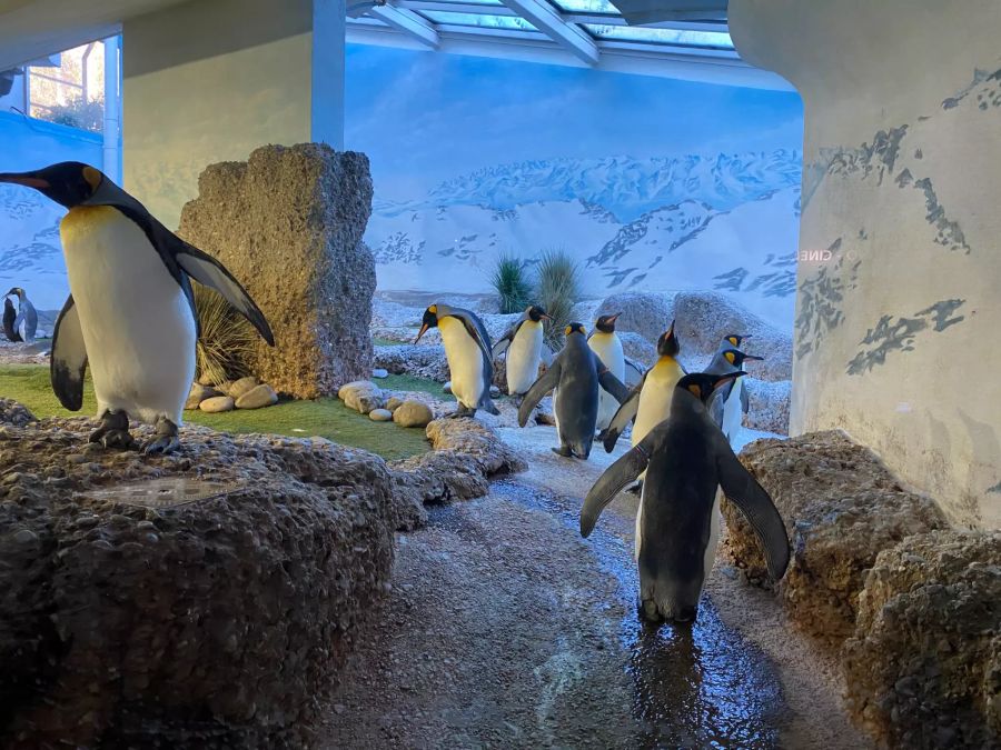 Die Königspinguine konnten sich über eine Menge Besucher und Besucherinnen freuen.