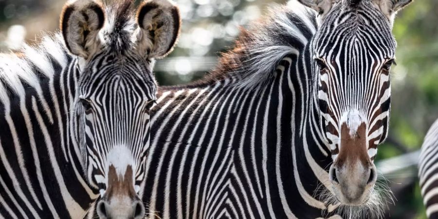 Zebra Zoo Zürich