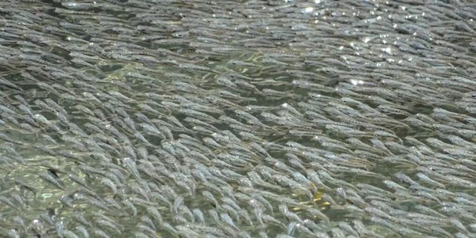 Schwefelmollys (Pocilia sulphuraria) in den Quellen von Baños del Azufre bewegen sich im Schwarm und vollführen bei Vogelangriffen Wellenbewegungen, die La-Ola-Wellen ähneln. Forscher haben jetzt herausgefunden, dass das eine an Vögel gerichtete kollektive Drohgebärde (Pressebild). Schwefelmollys (Pocilia sulphuraria) in den Quellen von Baños del Azufre bewegen sich im Schwarm und vollführen bei Vogelangriffen Wellenbewegungen, die La-Ola-Wellen ähneln. Forscher haben jetzt herausgefunden, dass das eine an Vögel gerichtete kollektive Drohgebärde (Pressebild).
