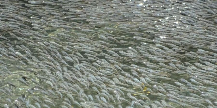 Schwefelmollys (Pocilia sulphuraria) in den Quellen von Baños del Azufre bewegen sich im Schwarm und vollführen bei Vogelangriffen Wellenbewegungen, die La-Ola-Wellen ähneln. Forscher haben jetzt herausgefunden, dass das eine an Vögel gerichtete kollektive Drohgebärde (Pressebild).