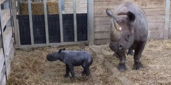 Noch ohne Namen - Seltenes Spitzmaulnashorn in britischem Zoo geboren