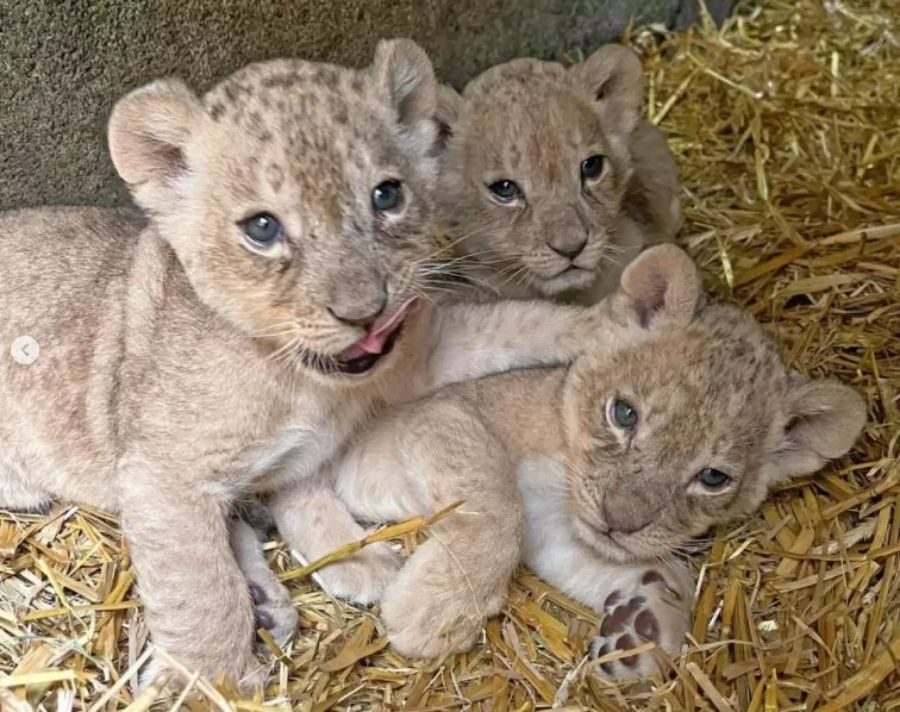 Die drei drolligen Mädchen vor wenigen Tagen im Zoo.