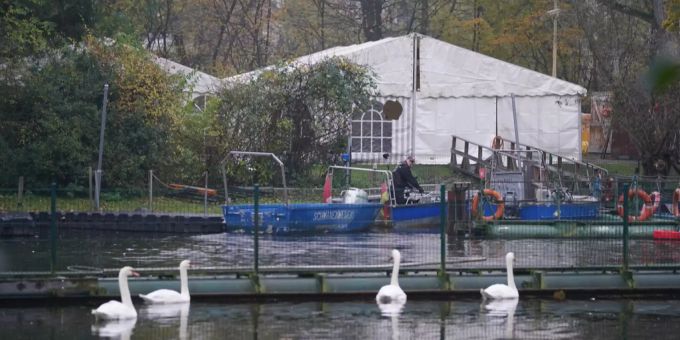 Schwäne vor Fischerbooten im Thurgau. Vogelgrippe