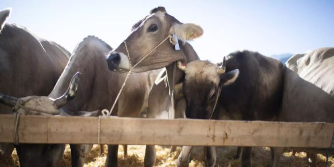 Schwyz - Kantonsrat heisst Revision des Landwirtschaftsgesetzes gut