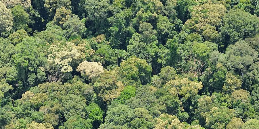 Tropischer Regenwald in Sabah: Geschädigte Tropenwälder regenerieren laut Studie rascher als erwartet.