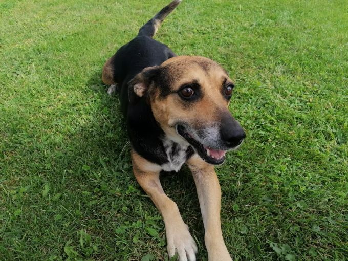 «Maya» sucht als unser Tier des Monats ein neues Zuhause. Tier des Monats
