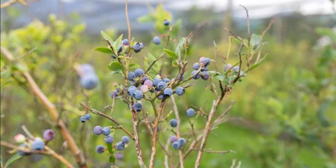 Heidelbeeren