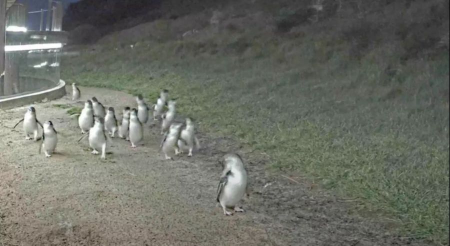 pinguin parade australien