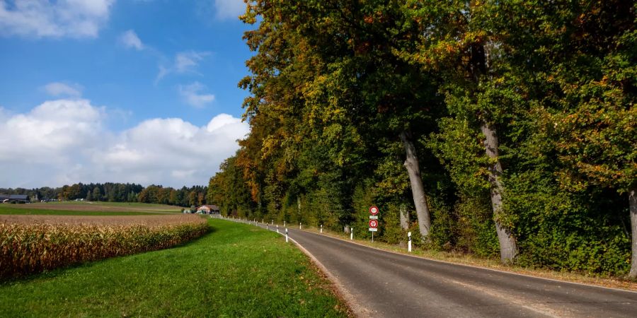 Der Hardwald in Kloten.