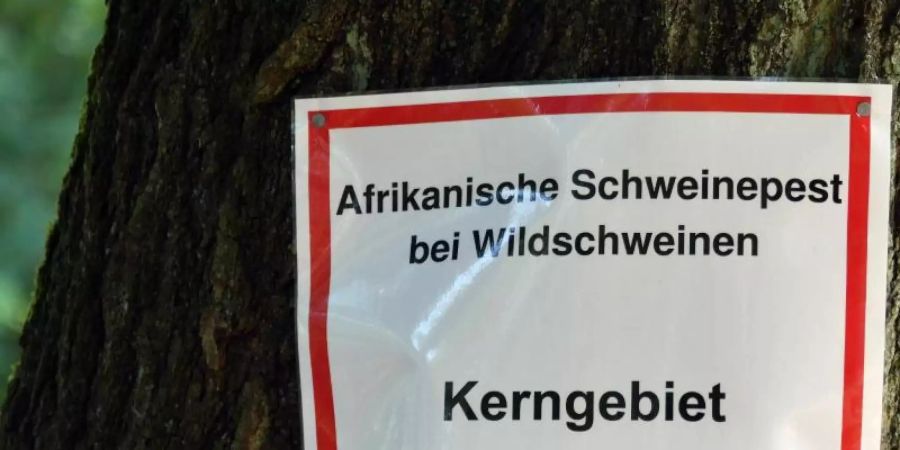 Die Aufschrift: «Afrikanische Schweinepest bei Wildschweinen Kerngebiet» steht auf einem Schild an einem Baum. Foto: Bernd Settnik/dpa-Zentralbid/dpa