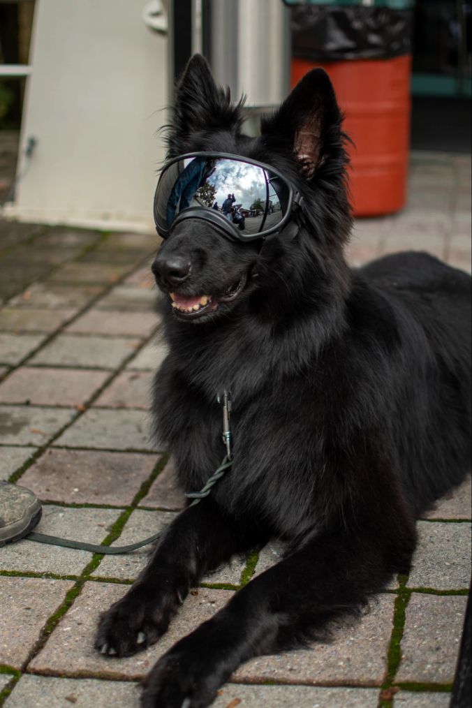 Gut geschützt: Dieser Hund trägt eine UV-Schutzbrille.