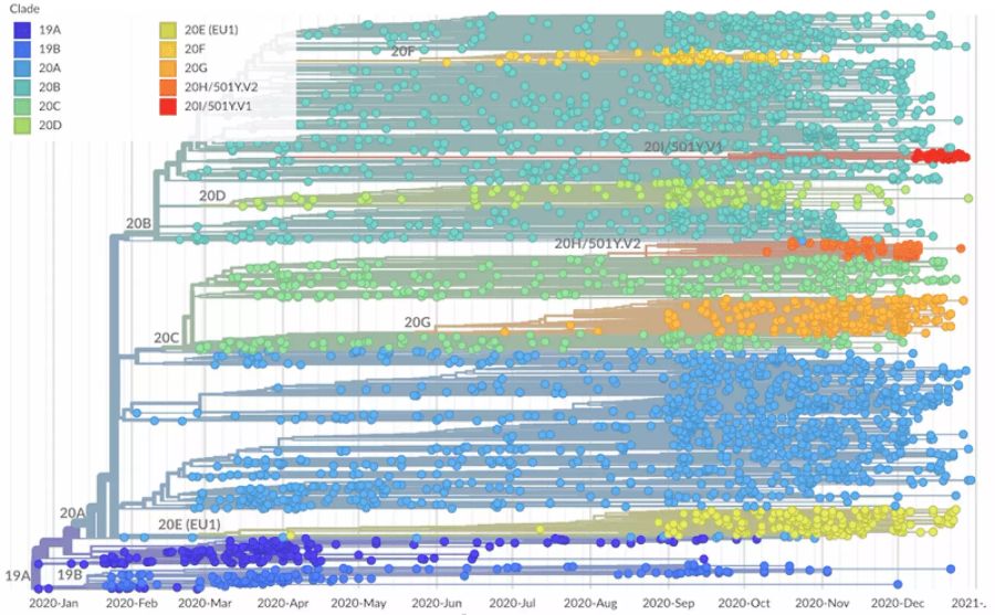 Coronavirus Mutationen Klade