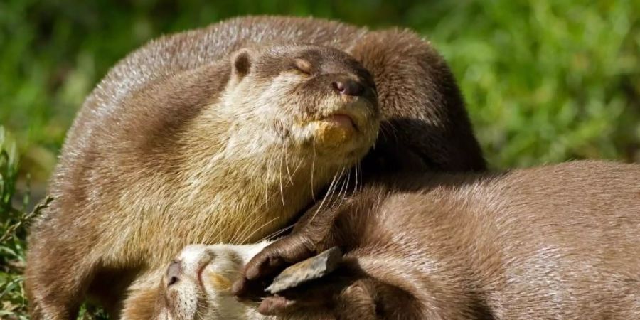 Otter