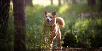 Verwirrter Hund: Fernsehen sorgt bei Hund für Verwirrung - das