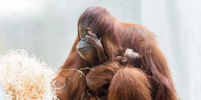 Gastbeitrag der Veterinärmedizinerin Dr. med. vet. Maike Heimann: Wieso es fragwürdig ist, Primaten Grundrechte zu geben. Orang-Uthan.
