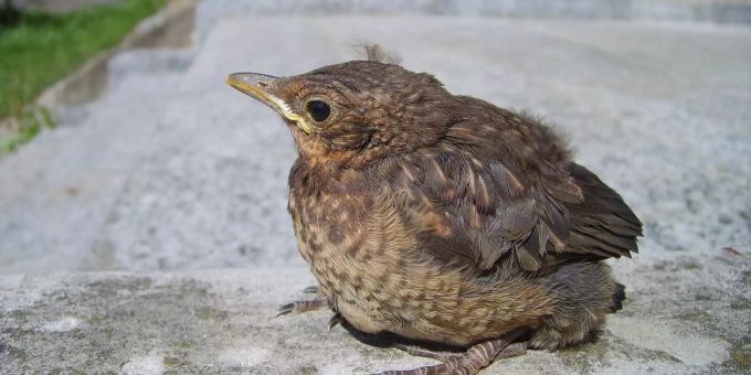 Eine junge Amsel die auf dem Mittelfuss sitzt und möglicherweise auf Hilfe angewiesen ist.