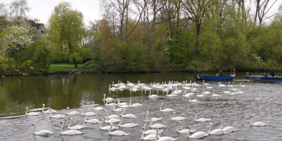 Die Alsterschwäne werden mit Booten in Richtung Aussenalster begleitet. Foto: Marcus Brandt/dpa