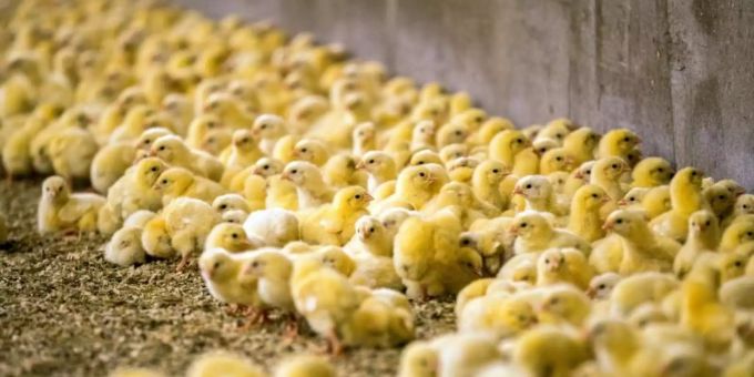 In Deutschland werden jährlich mehr als 40 Millionen männliche Küken kurz nach dem Schlüpfen routinemässig getötet, weil sie keine Eier legen und nicht so viel Fleisch ansetzen. Foto: Jens Büttner/dpa-Zentralbild/dpa In Deutschland werden jährlich mehr als 40 Millionen männliche Küken kurz nach dem Schlüpfen routinemässig getötet, weil sie keine Eier legen und nicht so viel Fleisch ansetzen. Foto: Jens Büttner/dpa-Zentralbild/dpa