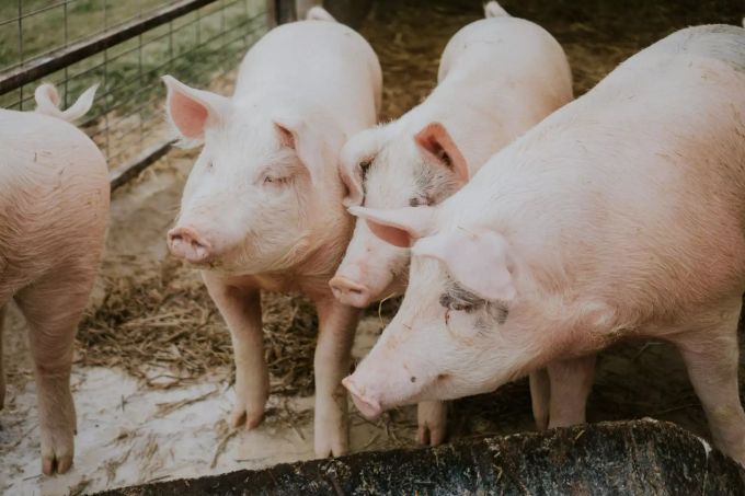 Hat ein Schwein Angst, schreit es laut. Vier Schweine