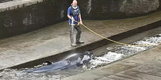 Wal aus Themse-Schleuse befreit