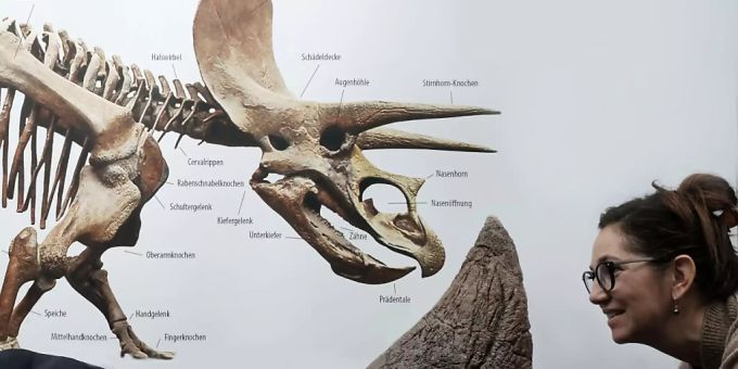 Projektleiterin Yolanda Schicker-Siber begutachtet das Nashorn des Triceratops «Willard». Projektleiterin Yolanda Schicker-Siber begutachtet das Nashorn des Triceratops «Willard».