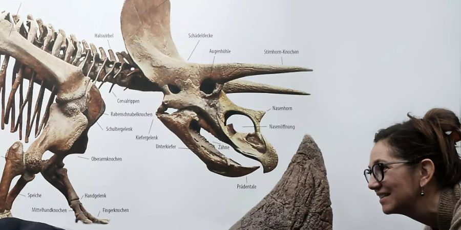 Projektleiterin Yolanda Schicker-Siber begutachtet das Nashorn des Triceratops «Willard».