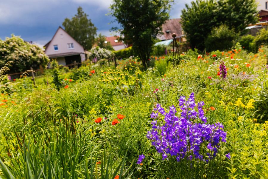 Es hilft der Natur, wenn man nicht nur eine monotone Rasenfläche im Garten hat. Eine (Teil-)Fläche mit Wiesenpflanzen und Wildblumen ist wertvoller.