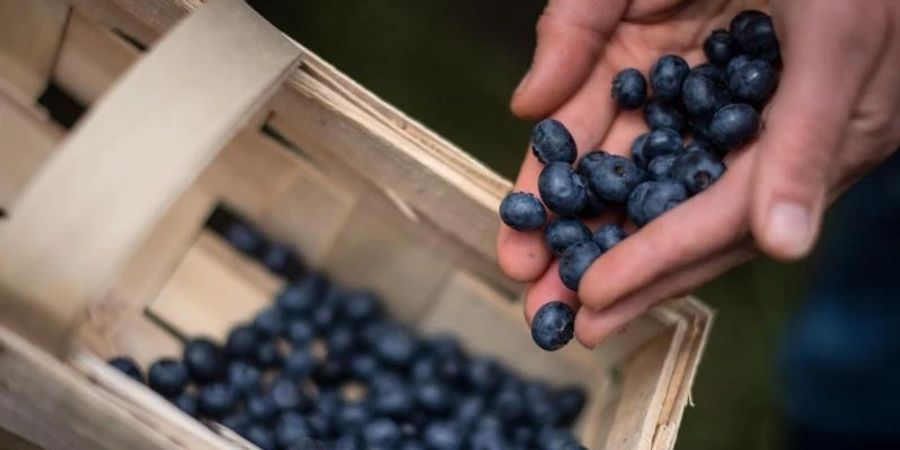 Eine Frau erntet Heidelbeeren auf einem Feld. Die Ernte von Strauchbeeren in Deutschland ist dank günstiger Witterung auf einen Rekordwert gestiegen. Foto: Sina Schuldt/dpa