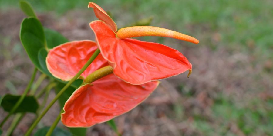 Anthurien Seitenansicht rotorange