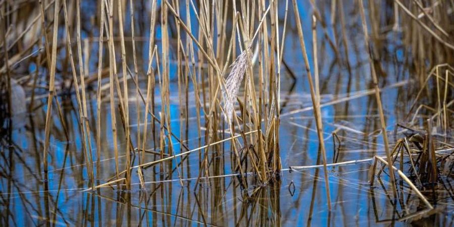 Schilfrohr im Wasser. Foto: Jens Büttner/dpa-Zentralbild/dpa