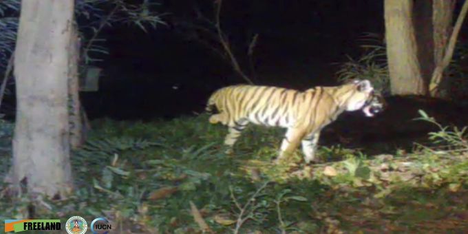 Ein Foto des dreibeinigen Tigers vom 6. februar 2022. Thailand Injured Tiger