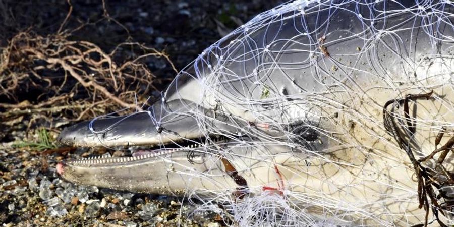 Jedes Jahr werden Hunderte der Meeressäuger an Frankreichs Stränden angespült, vorrangig an der Atlantikküste. Foto: Thierry Creux/Pelagis UAR3462 LRU/CNRS/dpa